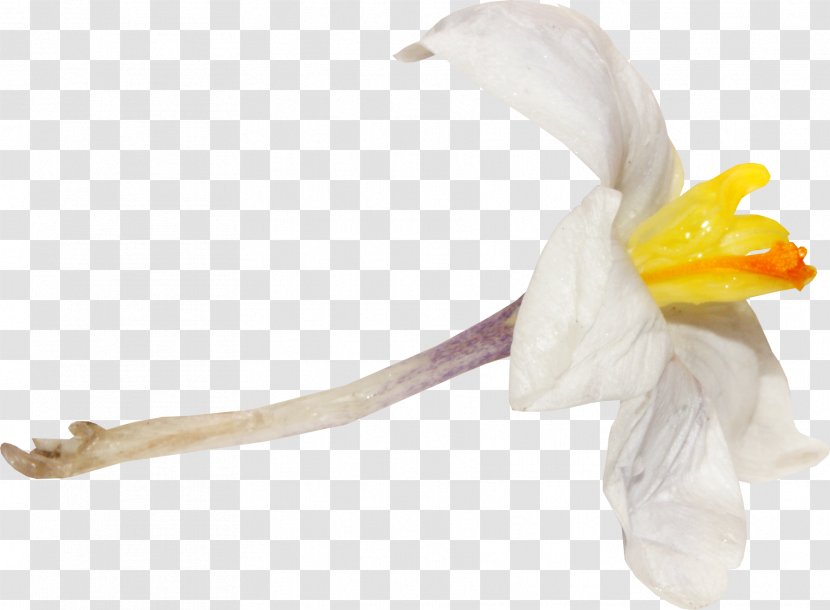 Cut Flowers Flowering Plant Petal - Yellow Watercolor Flower Transparent PNG