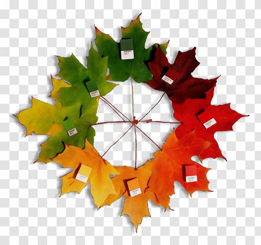 Rainbow Color Background - Autumn Leaf - Black Maple Sweet Gum Transparent PNG