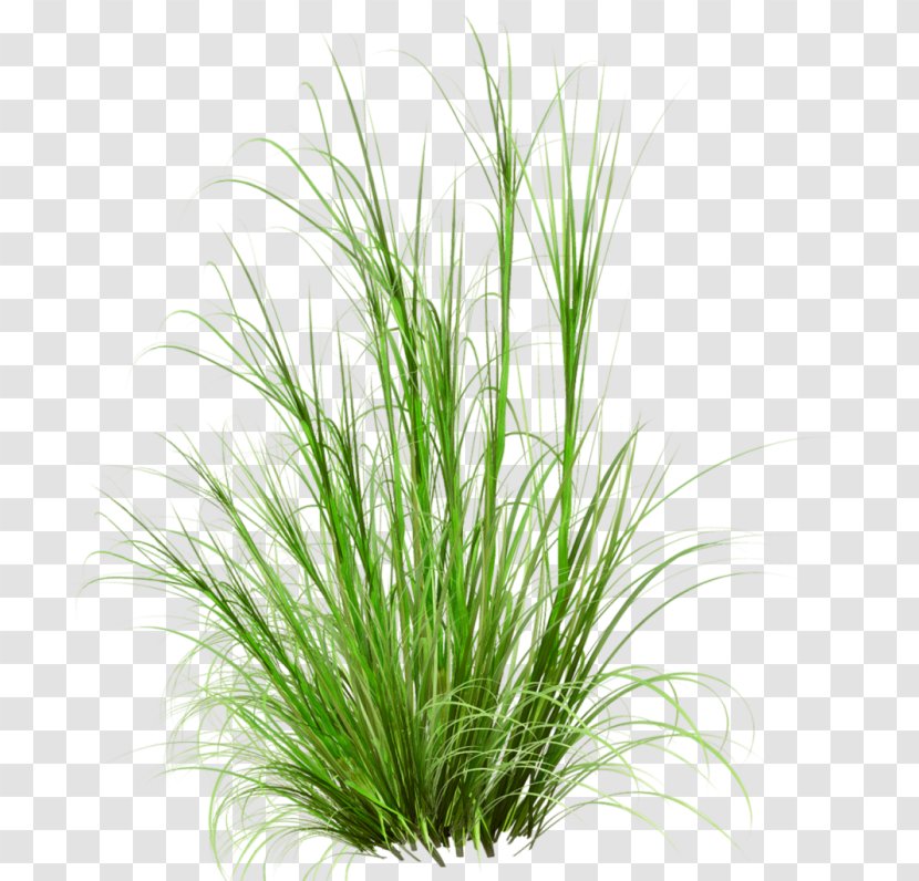 Lawn Desktop Wallpaper Clip Art - Commodity - Lemongrass Transparent PNG