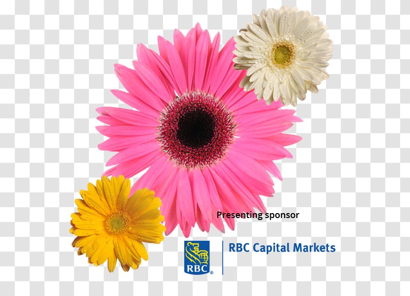 Transvaal Daisy Eating Disorder Cause Of Death Chrysanthemum - Magenta - Garden Party Transparent PNG