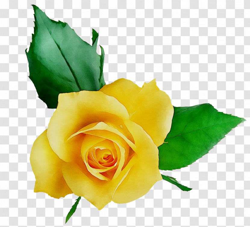 Clip Art Garden Roses Image Cartoon - Plant Stem - Yellow Transparent PNG
