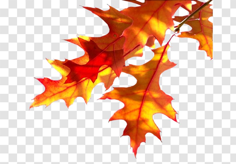 Autumn Plant Tree Desktop Wallpaper Leaf - Twig Transparent PNG