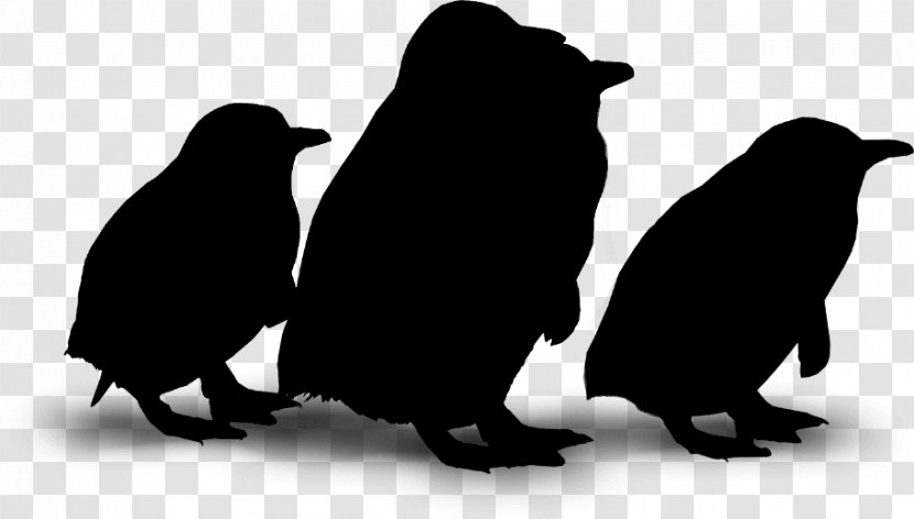 Penguin Fauna Silhouette Beak Transparent PNG