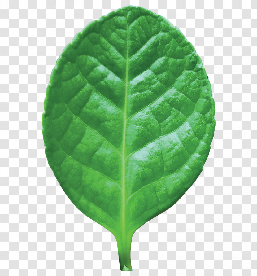 Leaf Green Plant Flower Spinach Transparent PNG