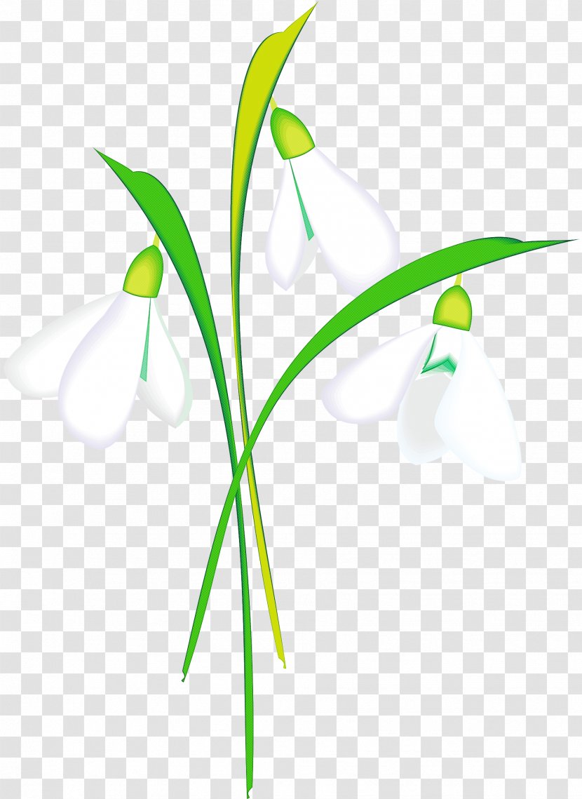 Green Grass Background - Plant - Pedicel Family Transparent PNG