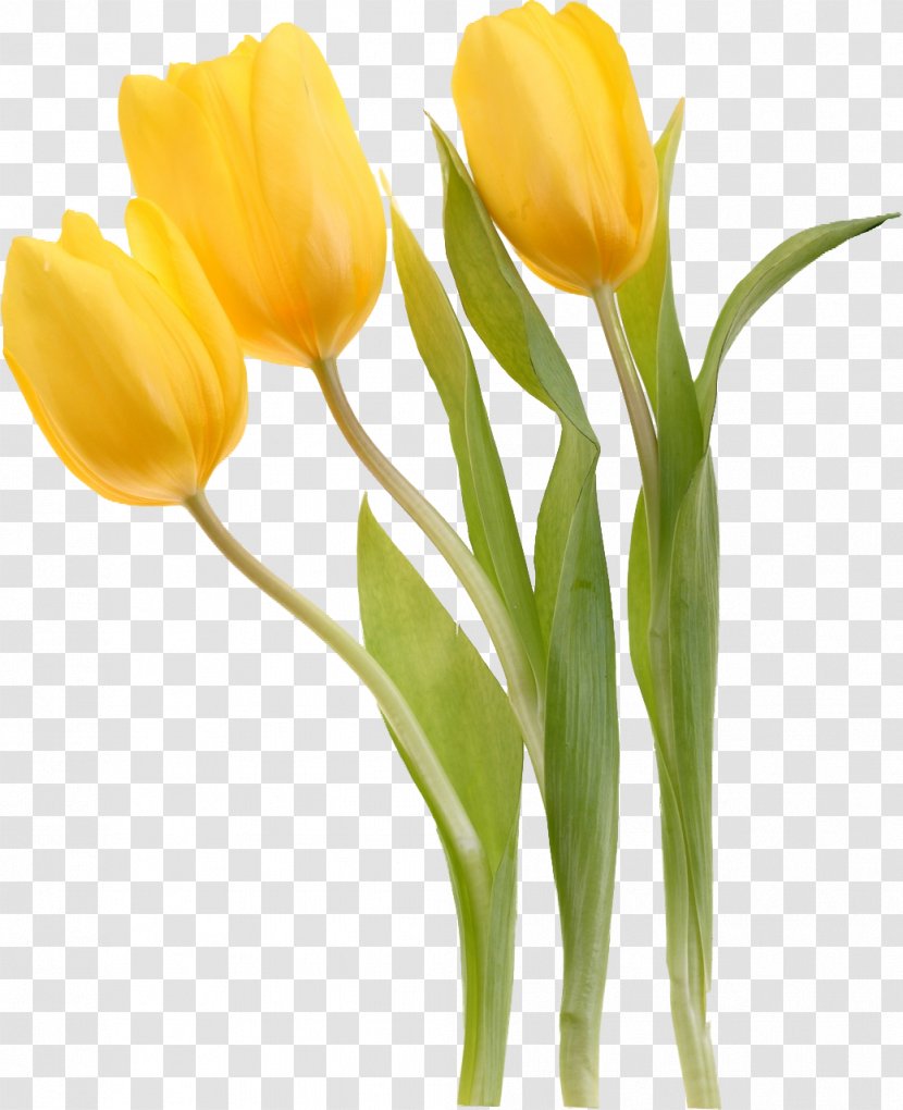 Tulipa Sylvestris Flower Yellow Plant - Liliaceae - Tulip Transparent PNG