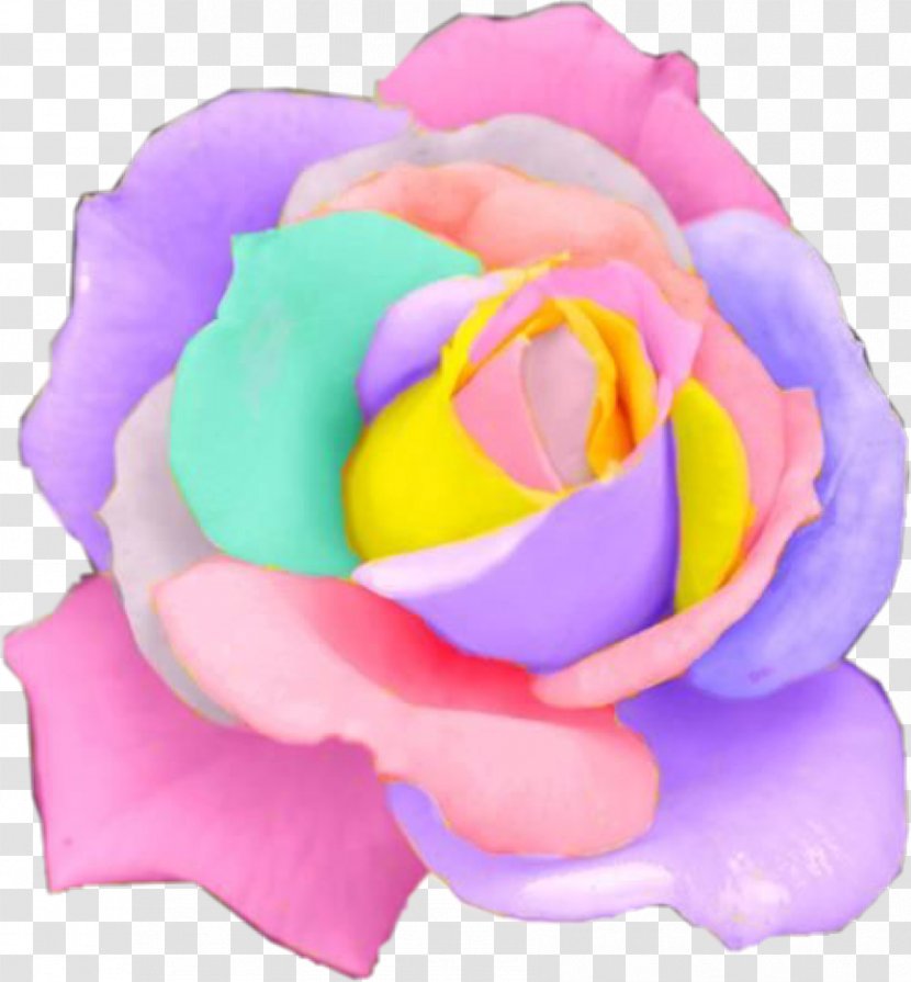 Rare Holland Rainbow Rose Flower Seeds Garden Roses - Order Transparent PNG