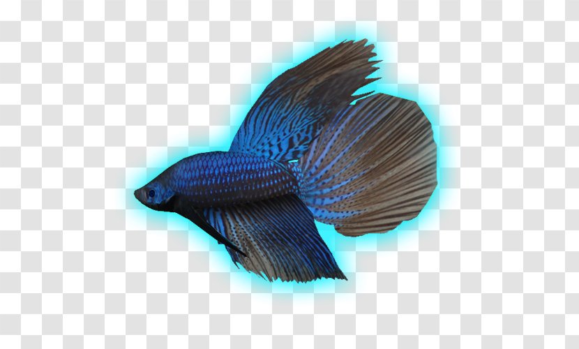 Marine Biology Fauna Tail Fish - Beta Transparent PNG