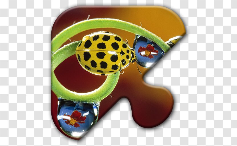 Ladybird Beetle Butterfly Steelblue Desktop Wallpaper Transparent PNG