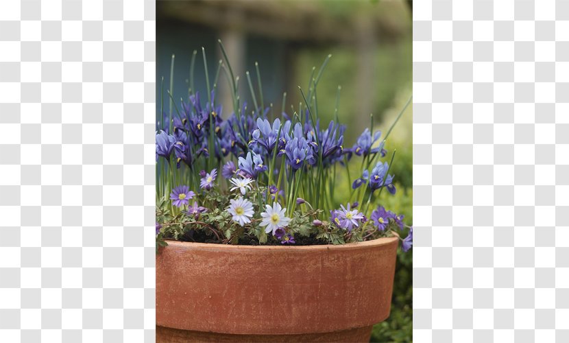 Terra Ceia Farms Bulb Lavender Irises Garden - Violet Family Transparent PNG
