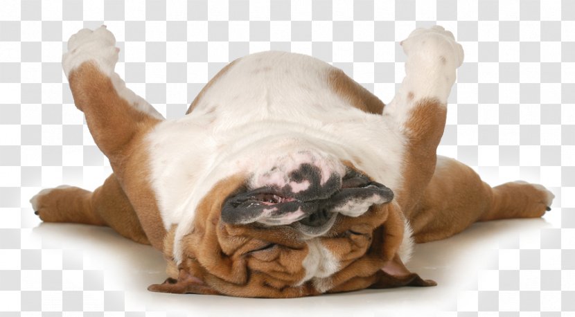 Feeling Tired Chronic Fatigue Exercise Health Thyroid Disease - Sleeping Dog Transparent PNG