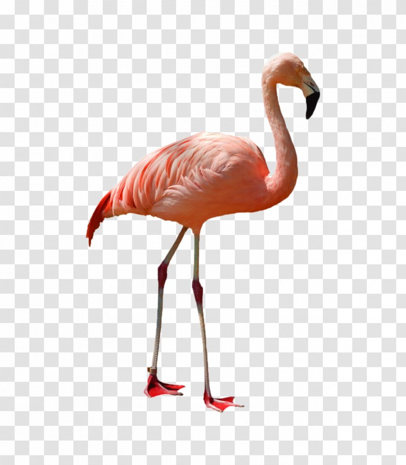 Greater Flamingo American Bird Stock Photography - Neck - Red-crowned Crane Transparent PNG