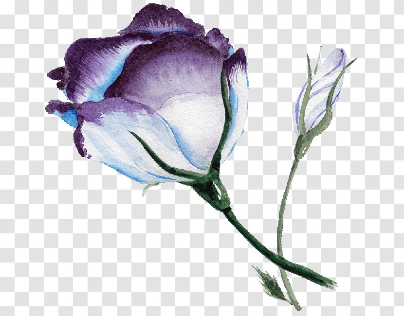 Blue Rose Watercolor Painting Flower - Purple Transparent PNG