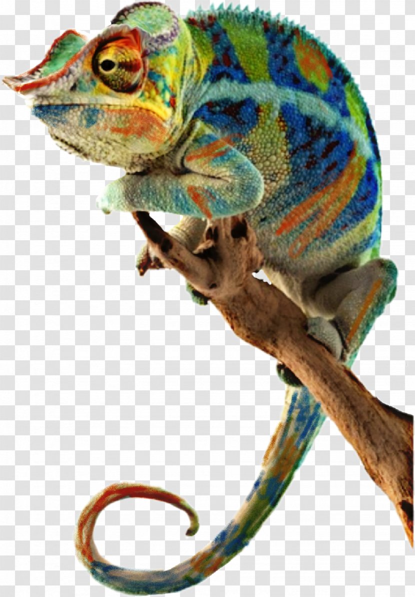 Panther Chameleon Reptile Lizard Common Iguanas Ambanja - Fauna Transparent PNG