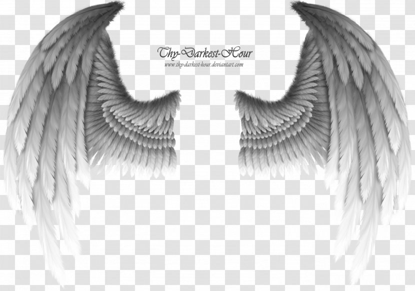 Buffalo Wing Drawing - Fallen Angel - Wings Transparent PNG