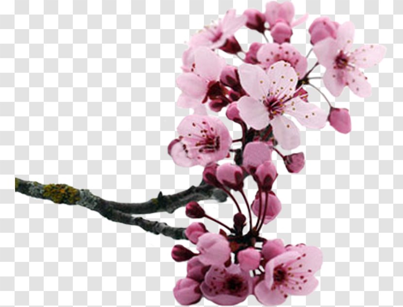Cut Flowers Cherry Blossom Cerasus Petal - Flower Transparent PNG