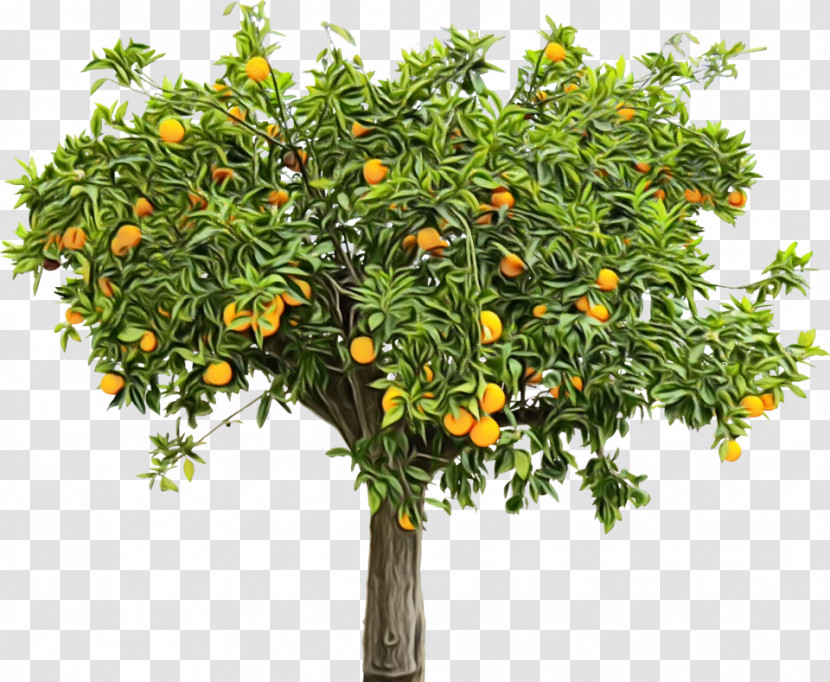 Fruit Tree Transparent PNG