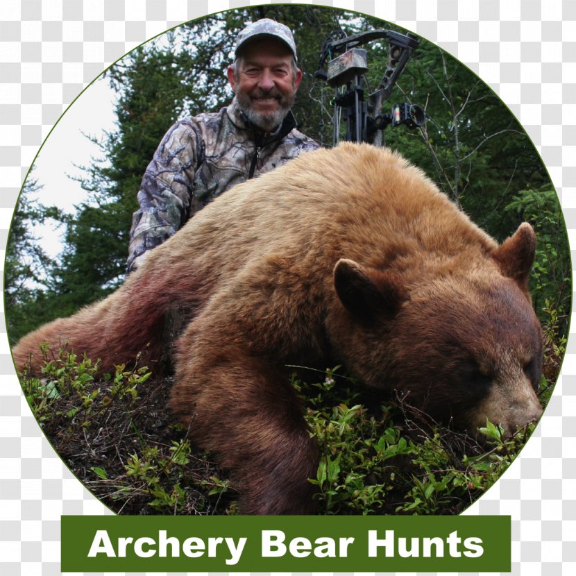 Grizzly Bear Hunting Outfitter Transparent PNG