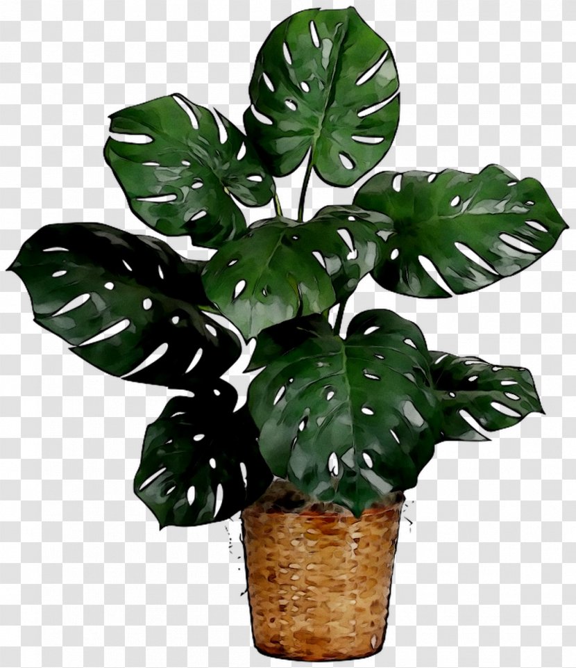 Flower Swiss Cheese Plant Houseplant Plants - Lily - Arums Transparent PNG