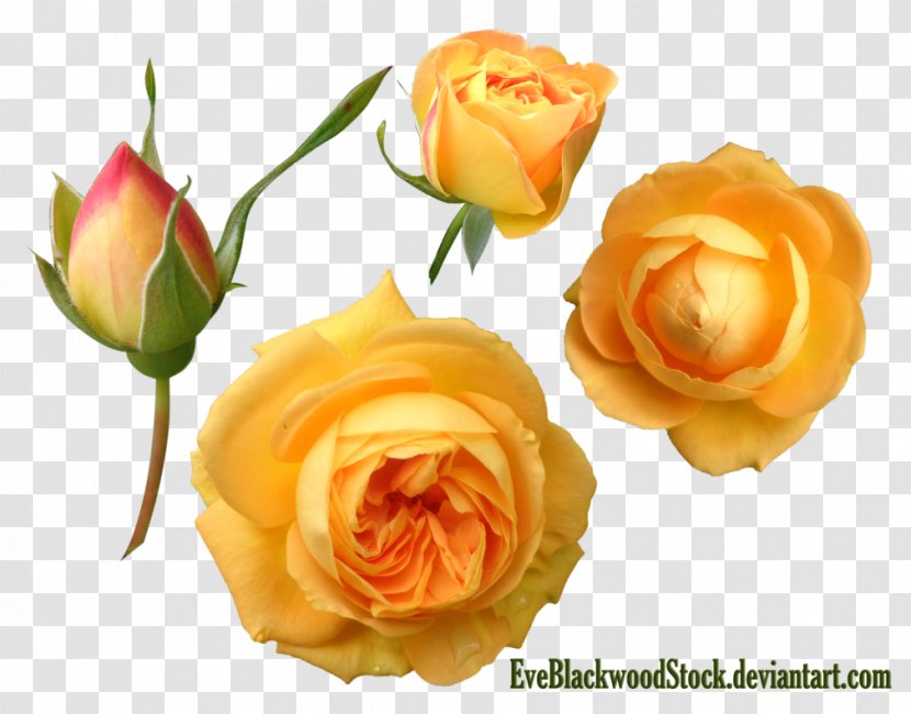 Cut Flowers Garden Roses - Petal - Buds Transparent PNG