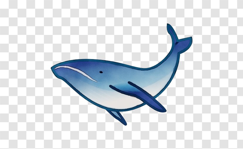 Whale Cartoon - Wholphin - Fish Transparent PNG