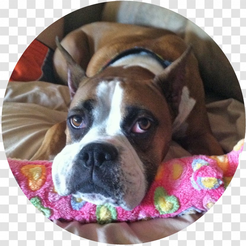 Boxer Dog Breed Valley Bulldog Boston Terrier Toy - Puppy Transparent PNG