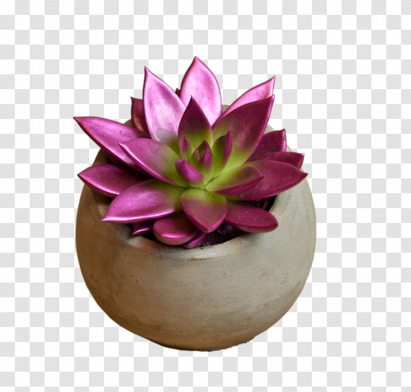 Painted Echeveria STUDIO Flores Flower Bouquet - Lotus Family - Design Element Transparent PNG