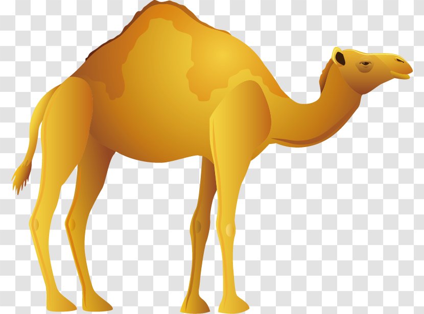 Bactrian Camel Desert Icon - Fauna Transparent PNG