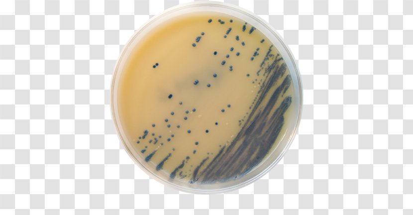 MRSA Super Bug Concentrated Animal Feeding Operation Meticillin Agar Staphylococcus Saprophyticus - Drug Resistance Transparent PNG