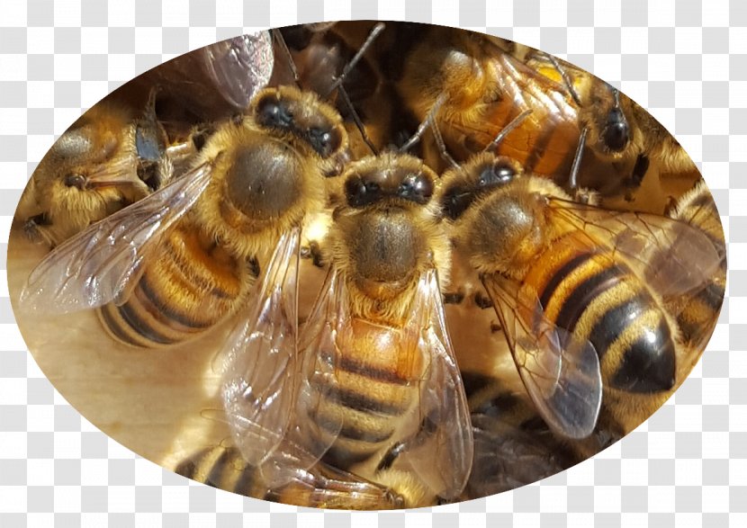 Honey Bee Transparent PNG