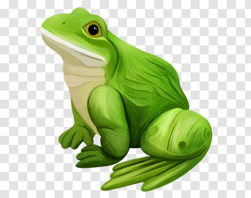 Edible Frog Amphibian Frogs / Ranas - Rana - Green Transparent PNG