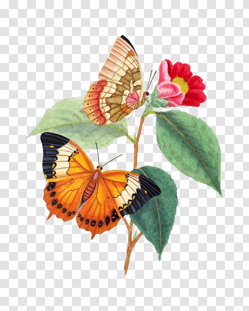 Monarch Butterfly Natural History Of The Insects China: Figures Drawn From Specimens Cluster Transparent PNG