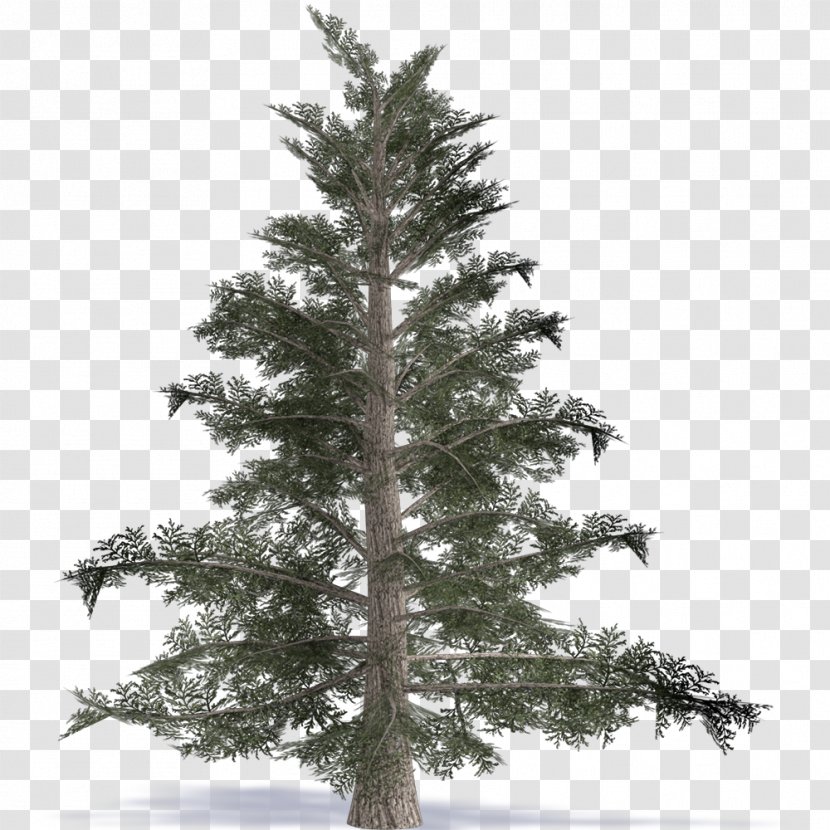Spruce Fir Pine Larch Christmas Tree - False Cypress Transparent PNG