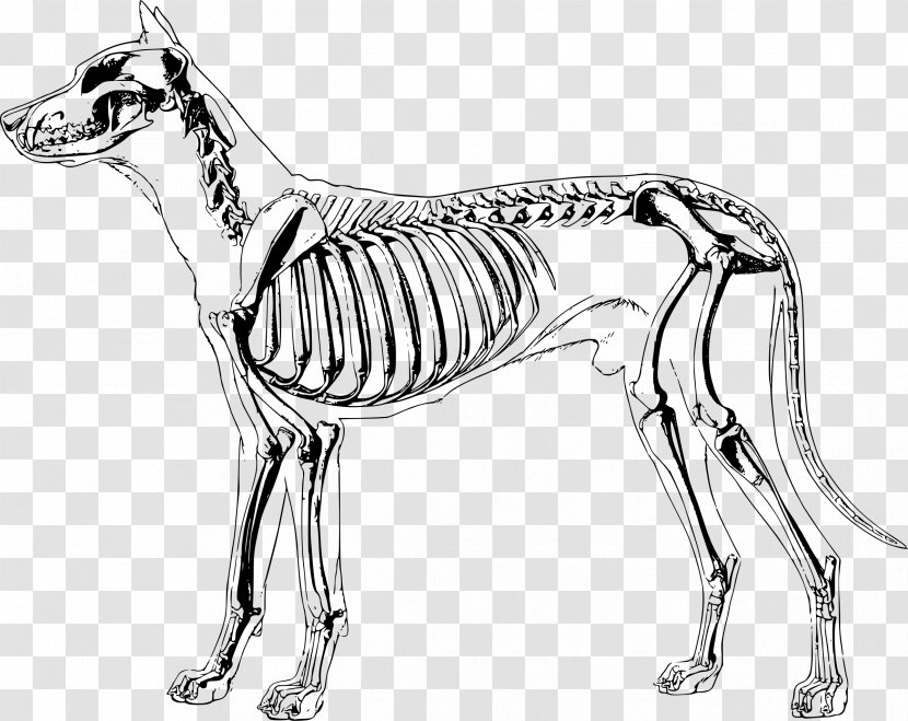 Dog Anatomy Human Skeleton - Homo Sapiens Transparent PNG