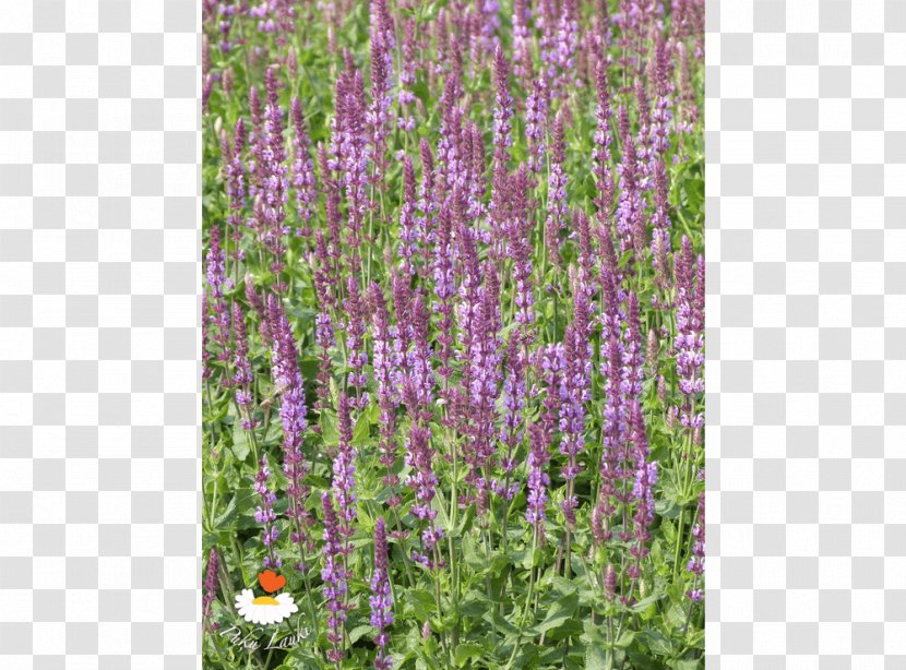 English Lavender Hyssopus Catmints Shrub - Plant Transparent PNG