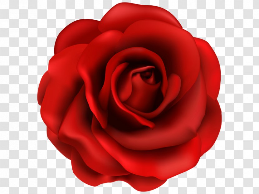 Rose Clip Art Flower Image - Family - Streamer Transparent PNG