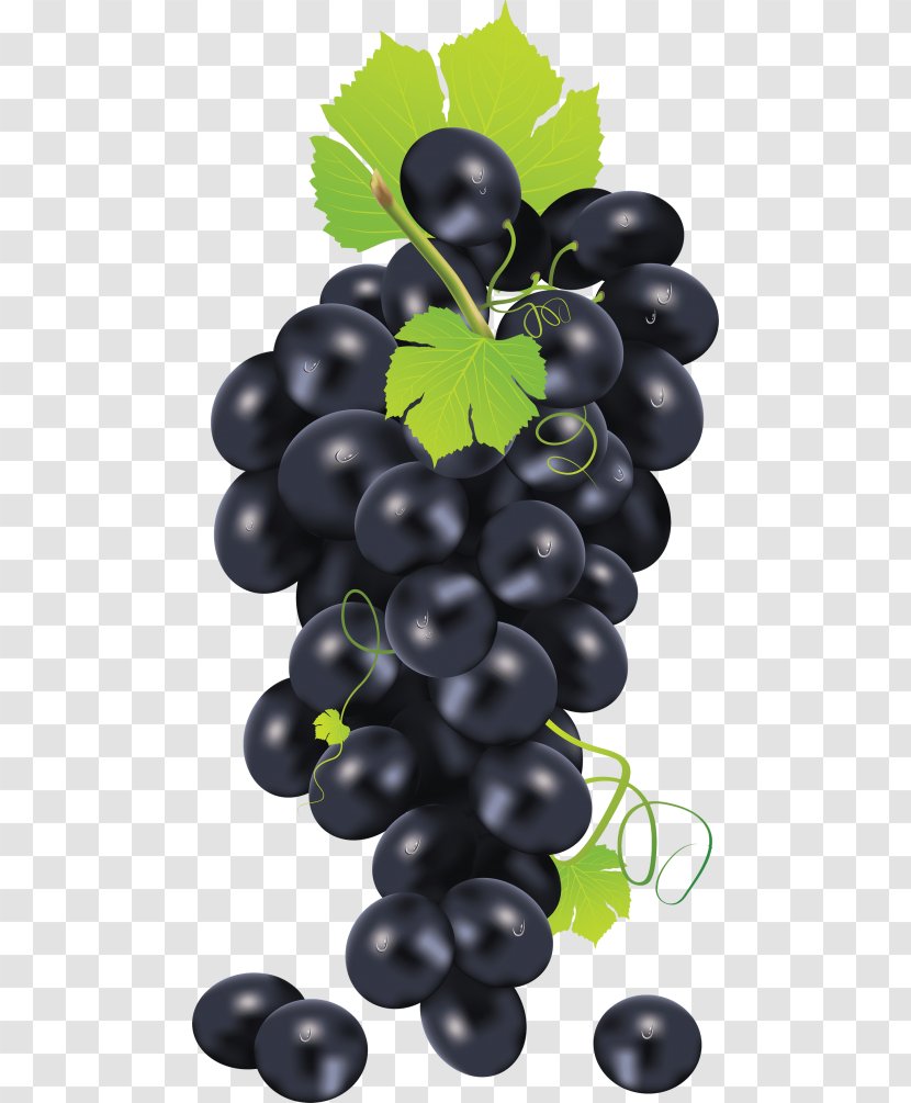 Common Grape Vine Seed Oil Clip Art Vector Graphics - Flowering Plant Transparent PNG