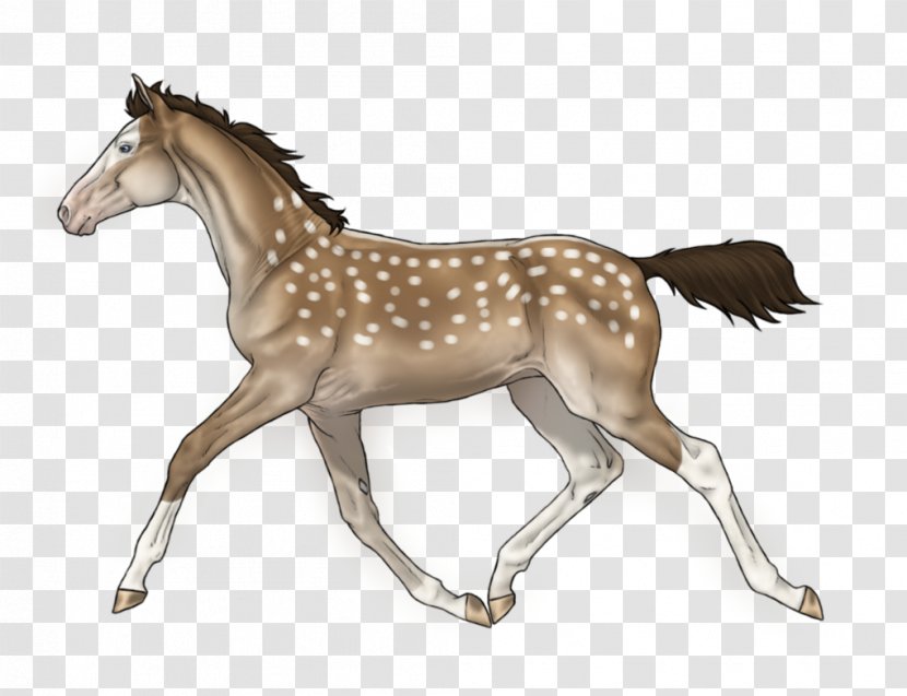 Mustang Foal Colt Stallion Mare Transparent PNG