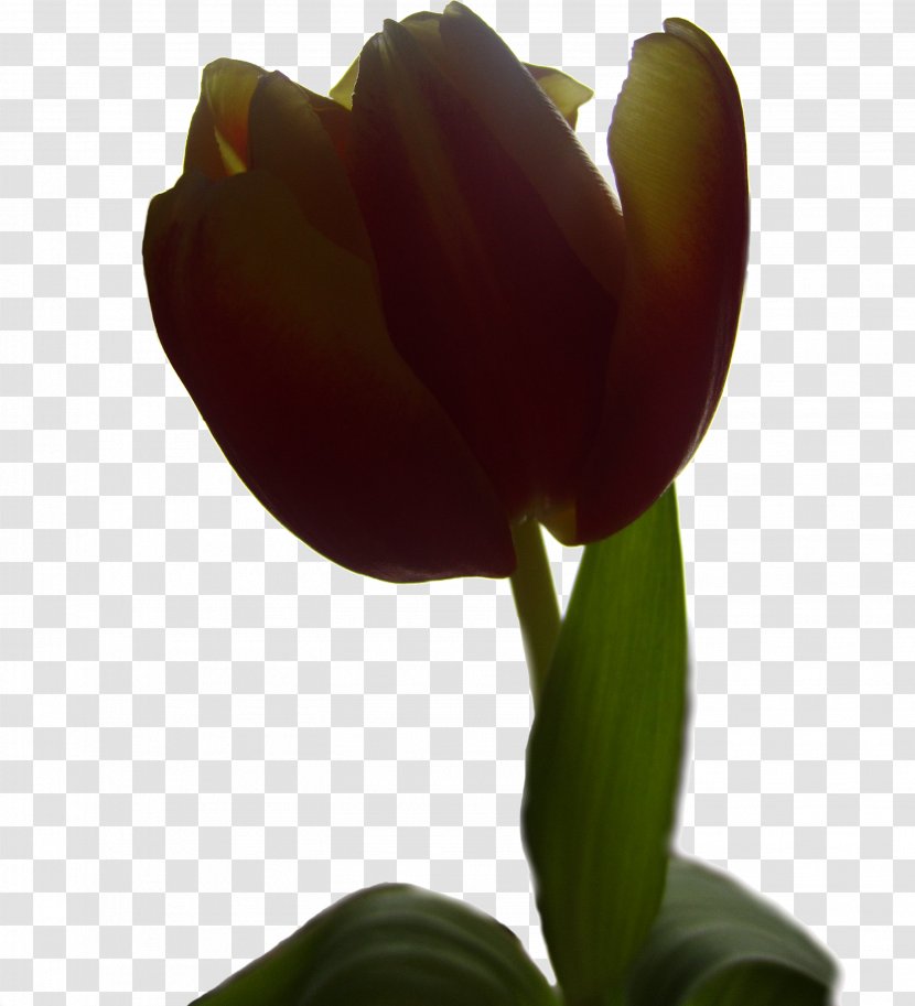 Creative Commons License Public Domain Tulip - Plant Stem - Tulips Transparent PNG