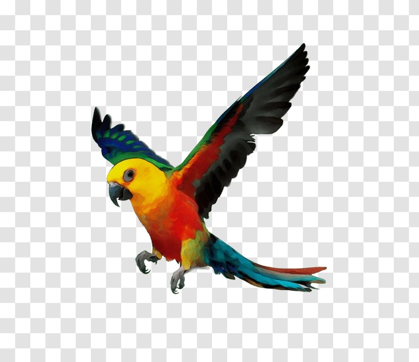 Watercolor Cartoon - Beak - Feather Parakeet Transparent PNG