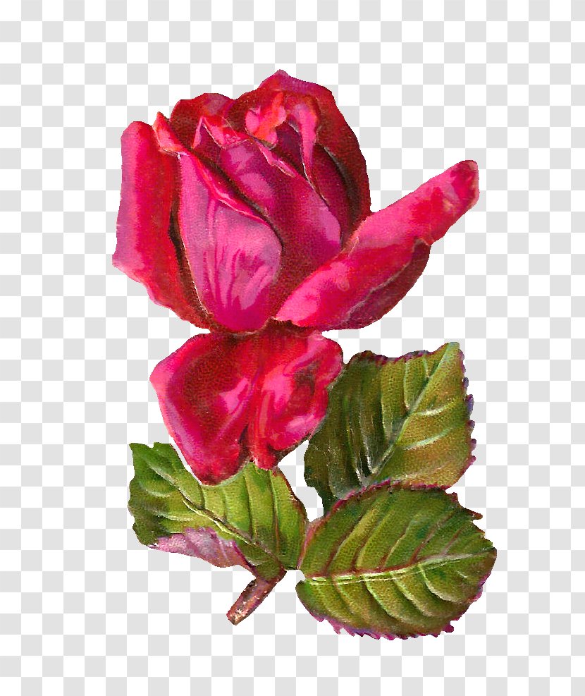Rose Stock.xchng Bokmxe4rke Clip Art - Free Content - Pictures Transparent PNG