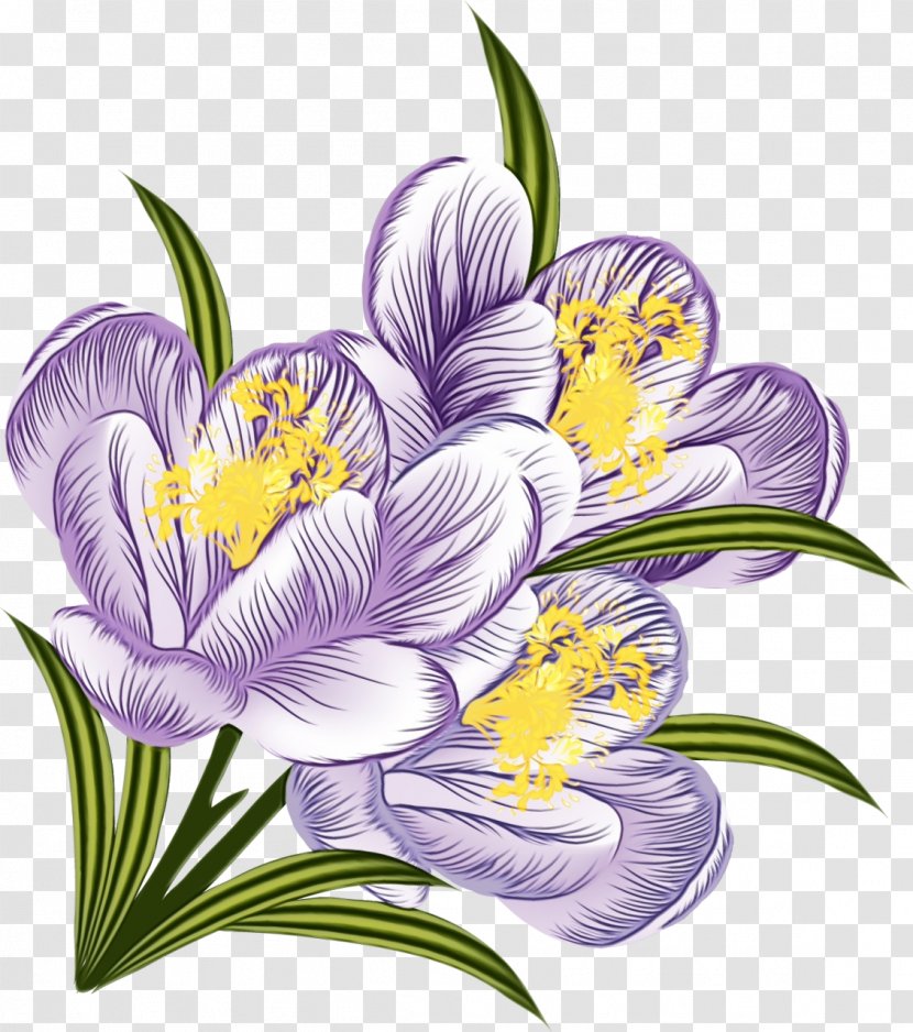 Flower Flowering Plant Violet Petal - Crocus - Lily Transparent PNG