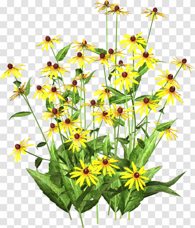Chrysanthemum Indicum Yellow Flower Tea Color Transparent PNG