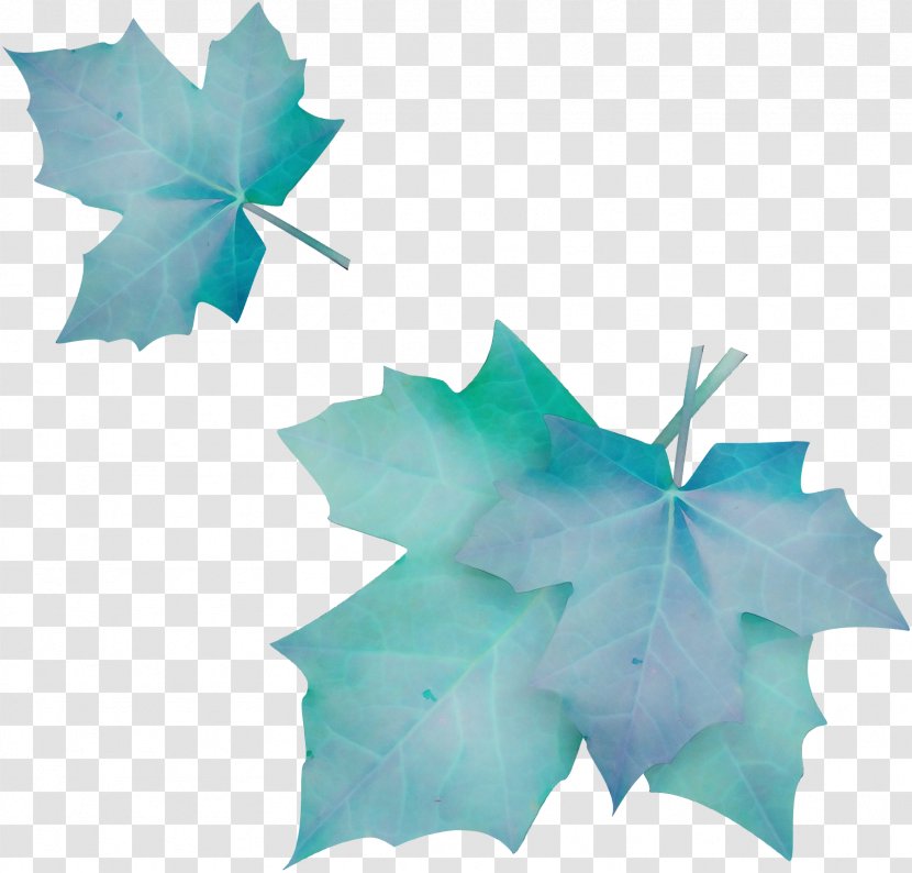 Maple Leaf - Petal Ivy Transparent PNG