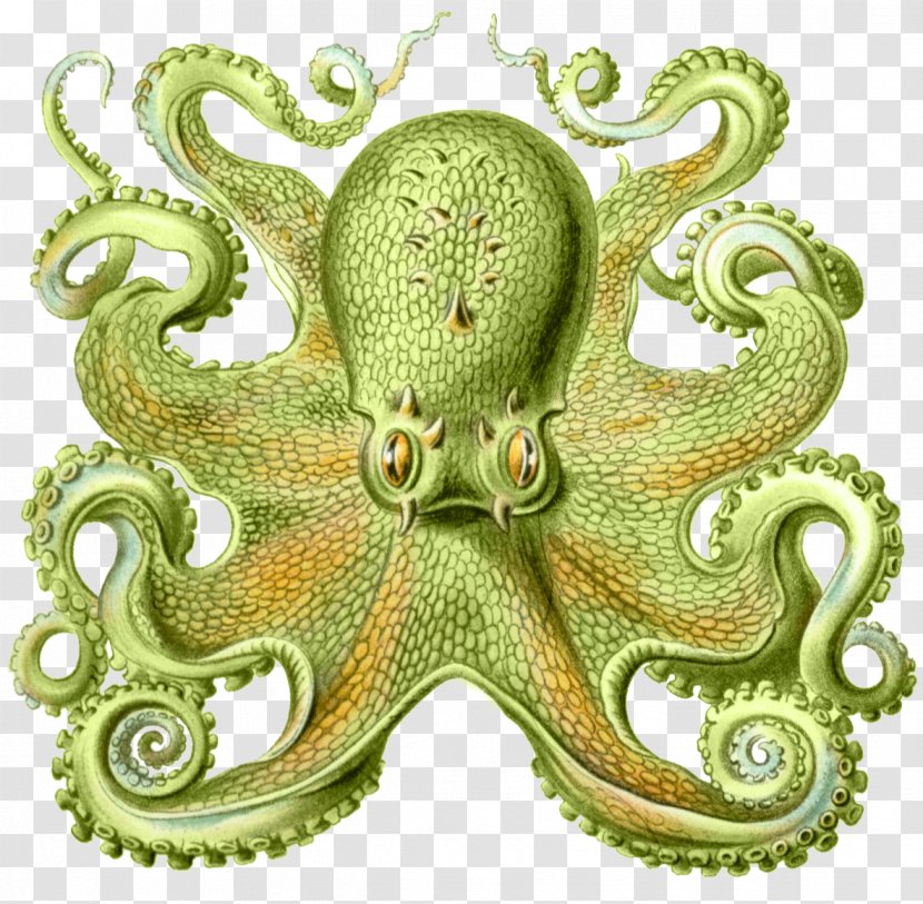 Art Forms In Nature Octopus Cephalopod Squid Drawing - Sea Animals Transparent PNG
