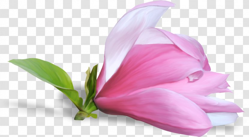 Flower Clip Art - Plant - Lilac Transparent PNG
