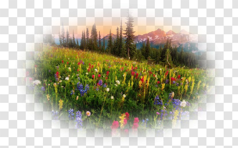 Wildflower Meadow Museum Flora - Spring - Landscape Mountains Transparent PNG