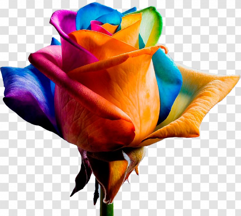 Flower Color Photography - Petal - Rose Transparent PNG