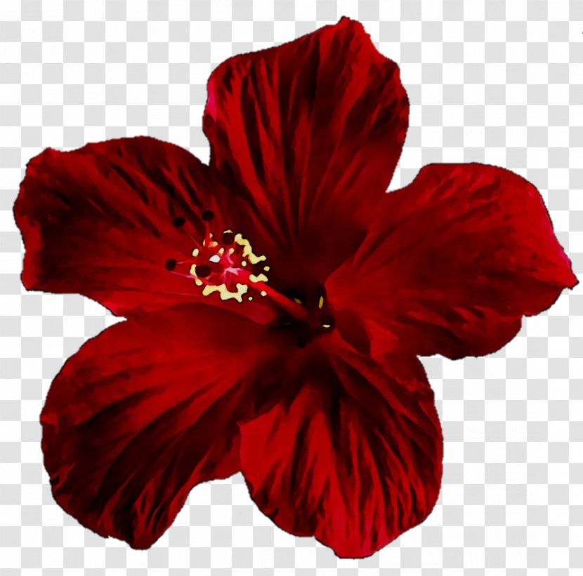 Shoeblackplant Rosemallows RED.M - China Rose - Chinese Hibiscus Transparent PNG