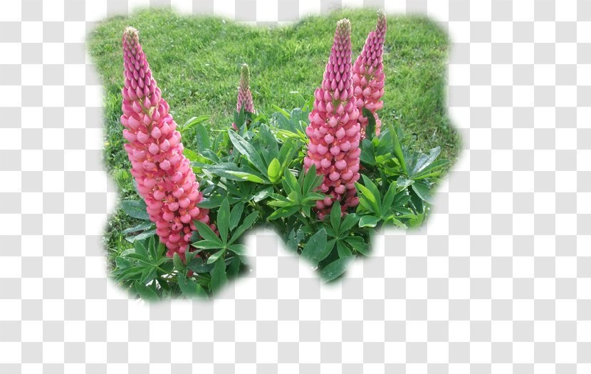 Lupin Limited - Plant - Lupine Transparent PNG